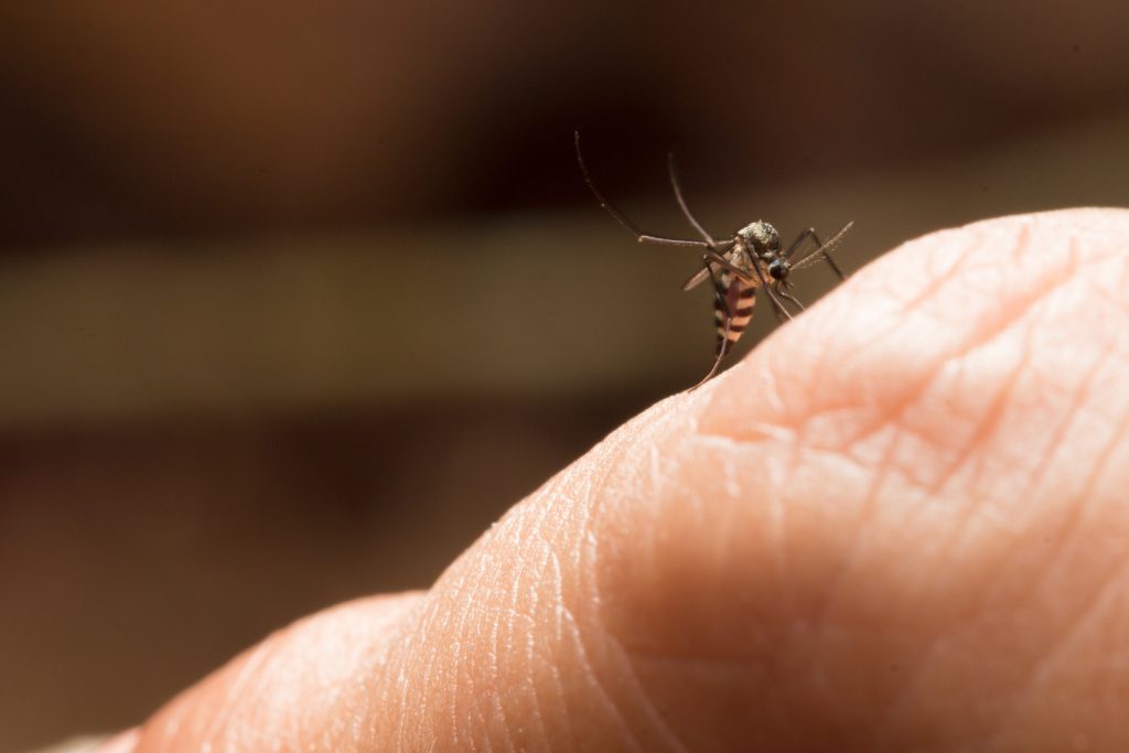 Chikungunya: causa, sintomas e tratamento