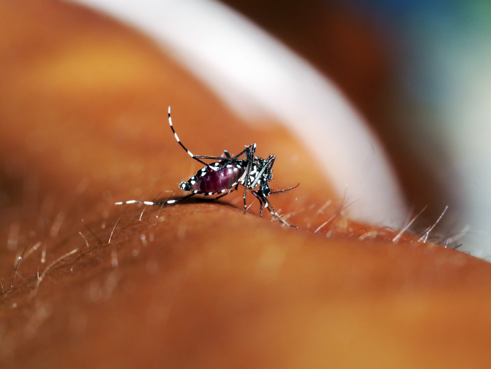 Conheça 4 doenças transmitidas pelo Aedes Aegypti