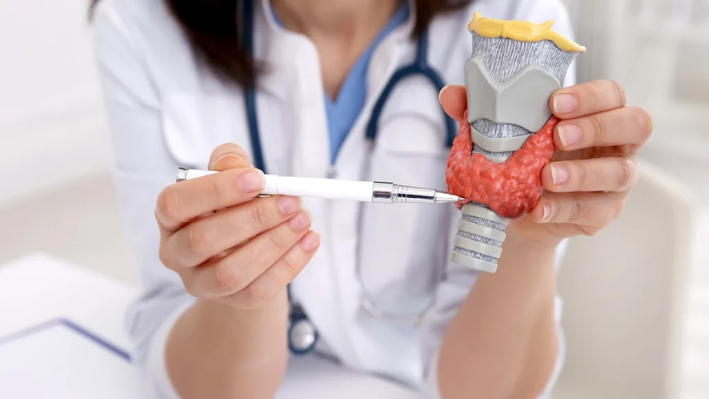 dr.consulta - Modelo anatômico da tireoide