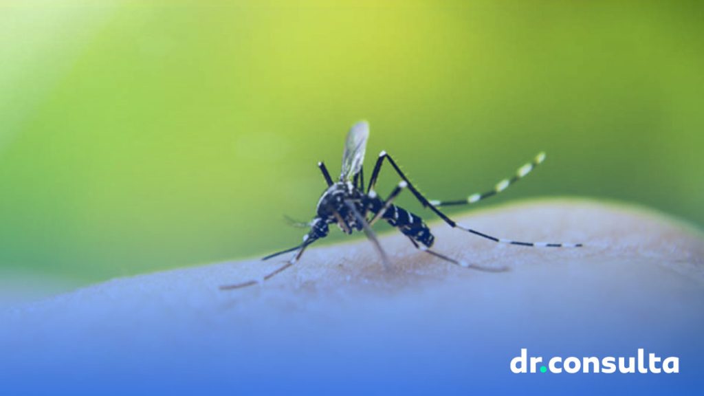 Saiba definitivamente o que é a dengue e como se proteger