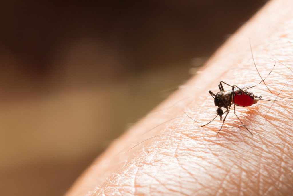 Tudo o que você precisa saber sobre a dengue