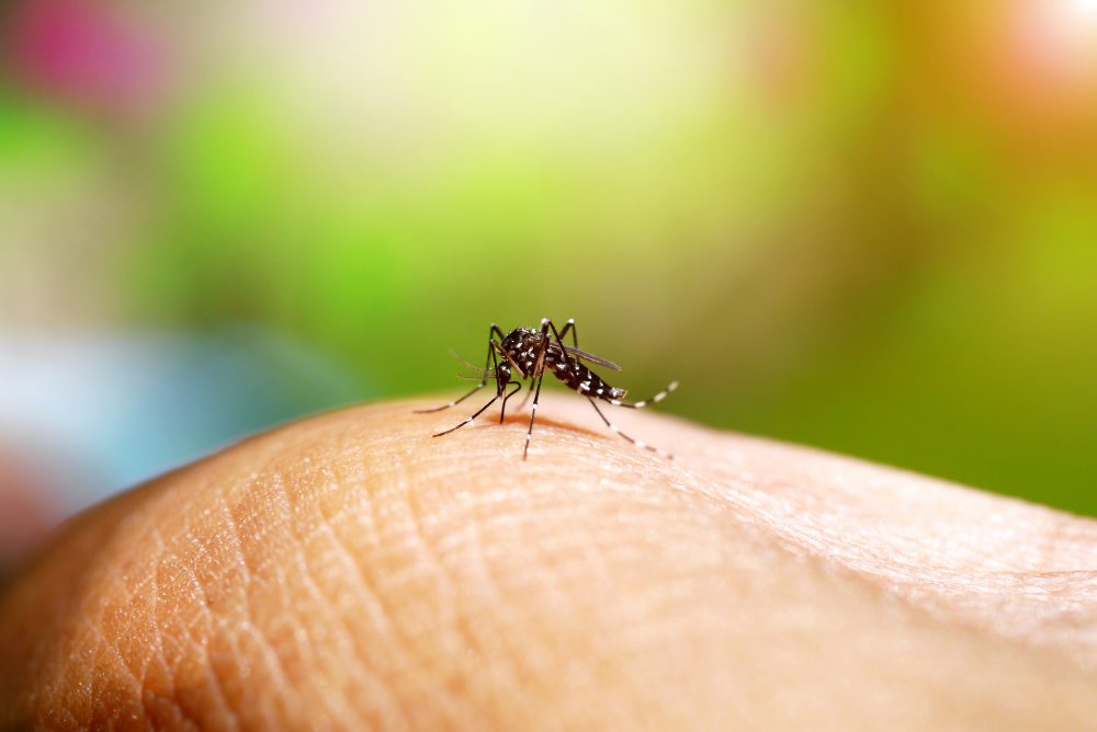 Como se proteger das doenças transmitidas pelo Aedes Aegypti?