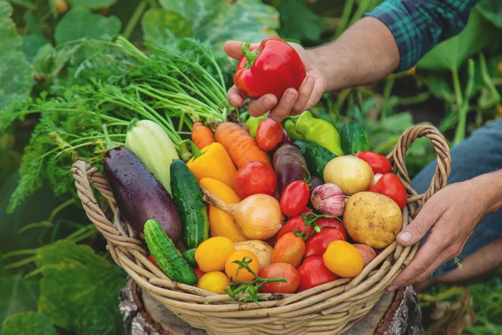 Imagem de uma pessoa segurando uma cesta com legumes e verduras, entre eles: tomates, pepinos, berinjelas, alho, batatas e pimentões.