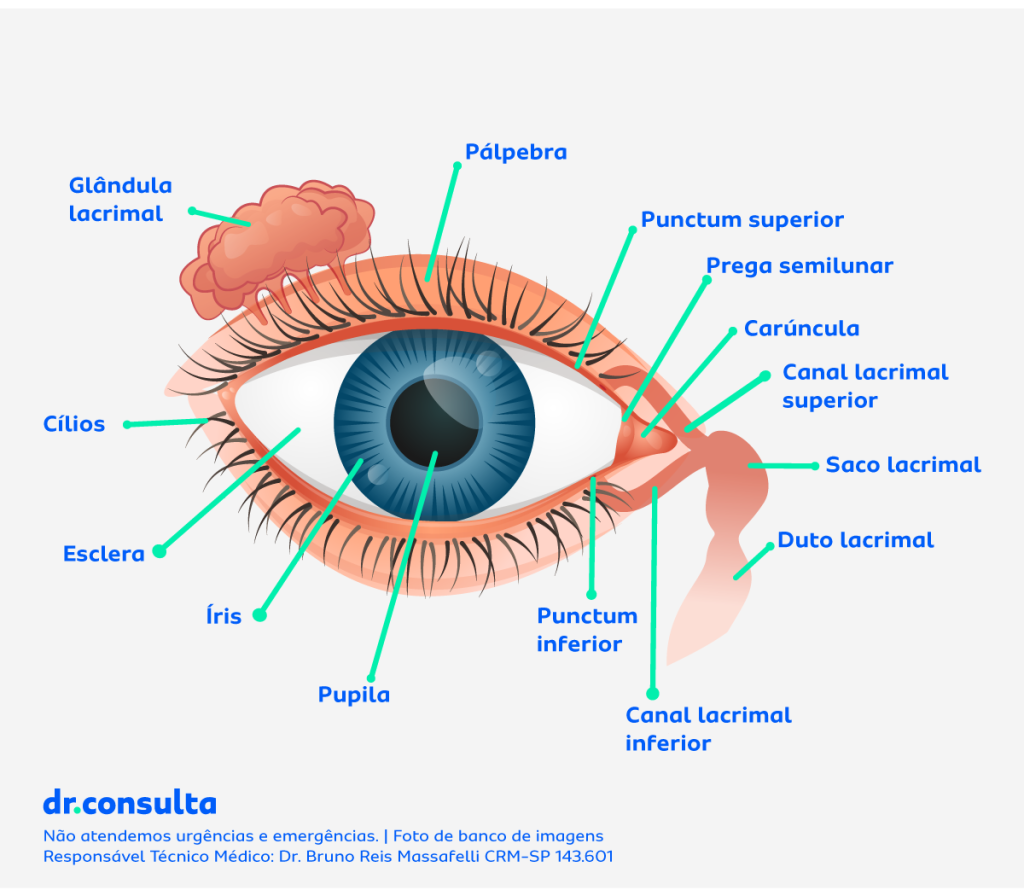 Imagem ilustrativa das partes do olho para mostrar onde ocorre o câncer nos olhos