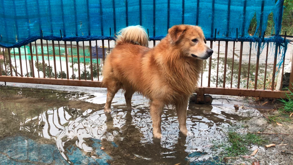 Cachorro de porte médio e pelagem clara molhado pisando em uma poça. Atrás dele é possível ver um portão deslizante com grades e um tecido azul.