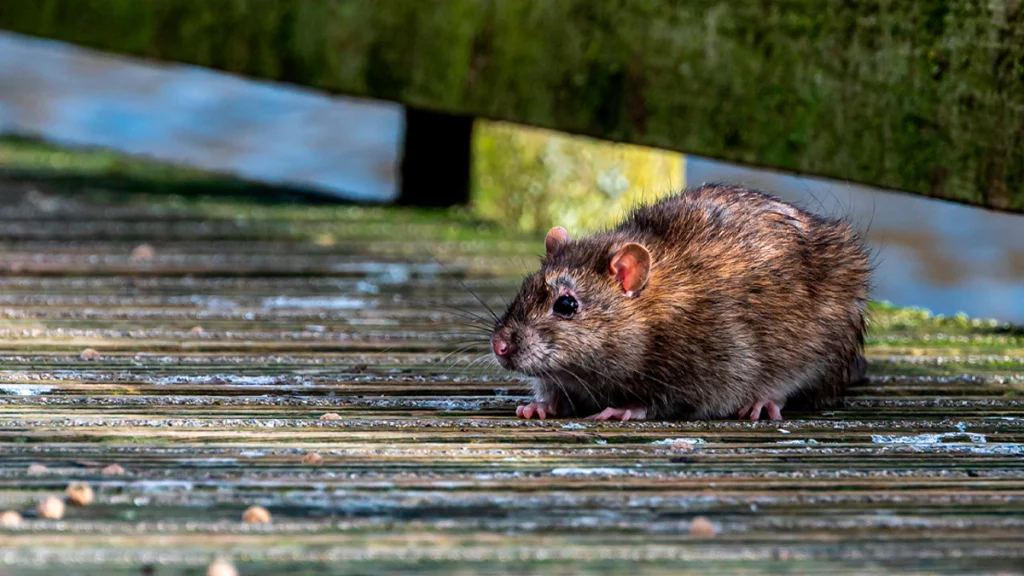 Imagem de um rato marrom de porte pequeno parado em uma calçada. Ao fundo é possível ver uma parede verde.