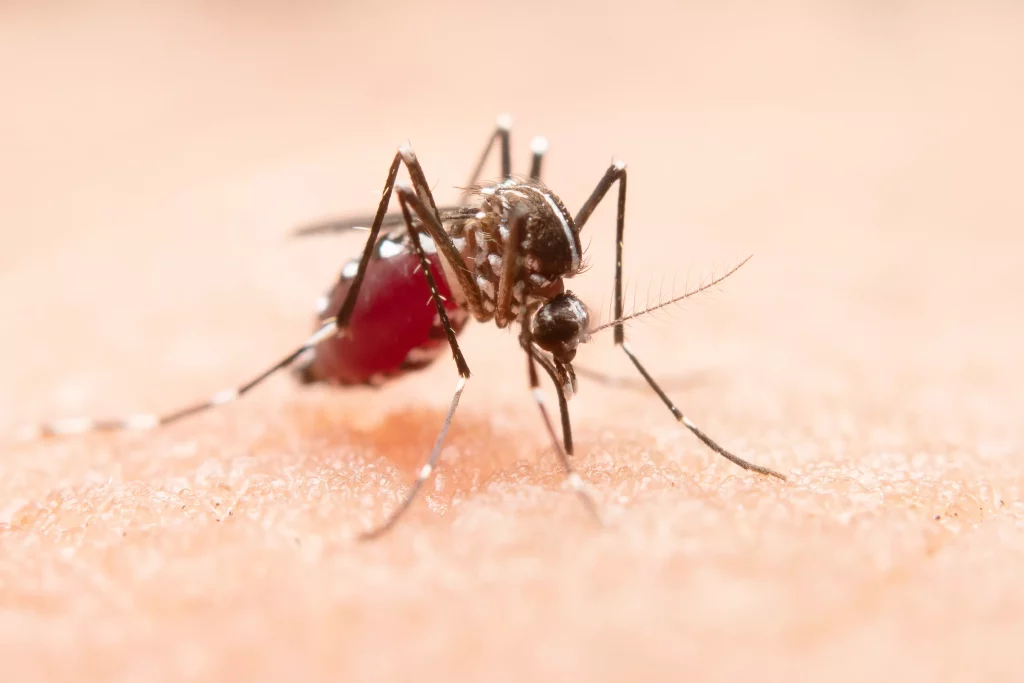 Na imagem é possível ver mosquito com pintas brancas se alimentando sob a pele de uma pessoa branca.