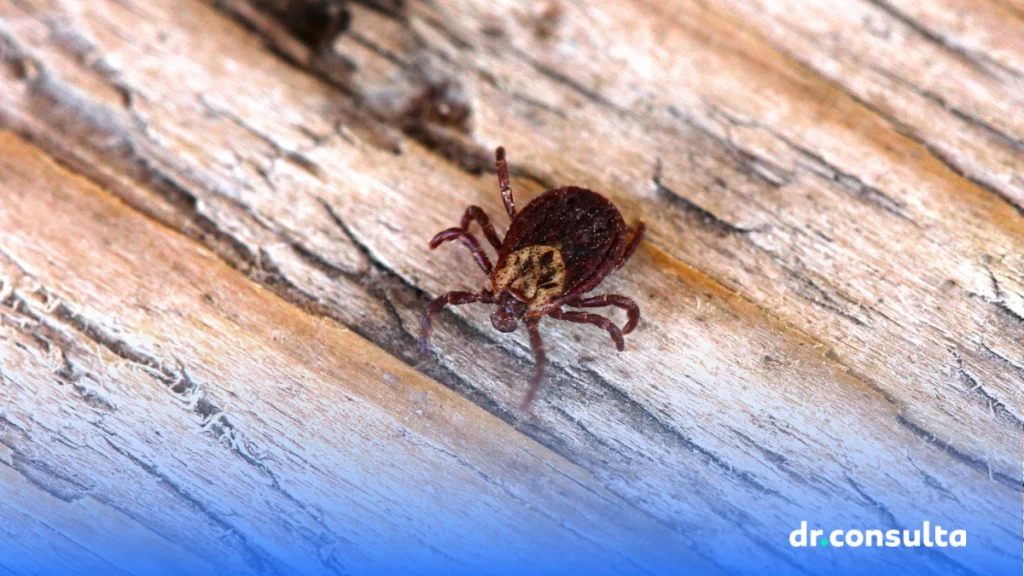 dr.consulta - imagem de um carrapato em cima de uma superfície de maneira, infecção, sintomas da febre maculosa