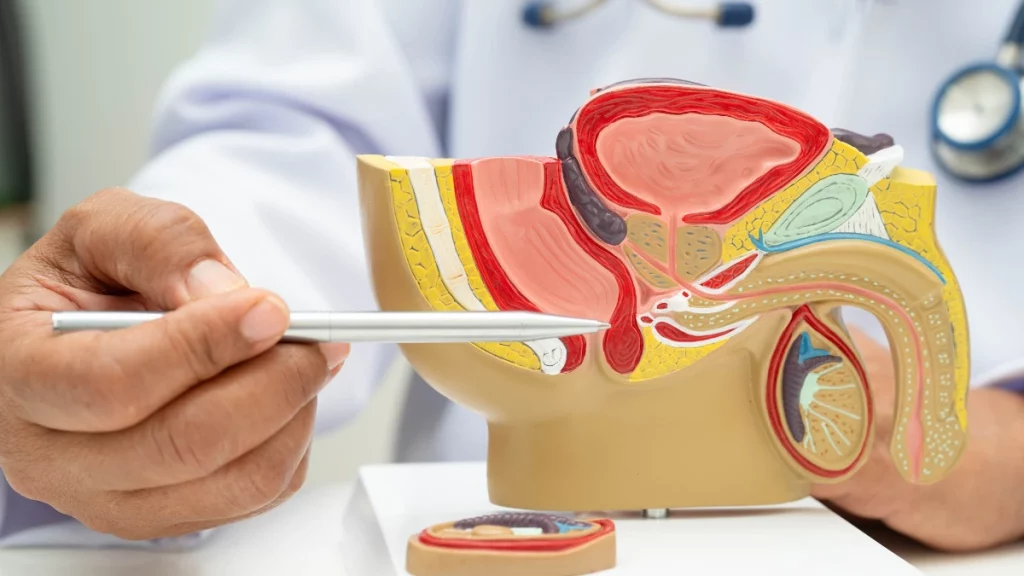 dr.consulta - Médico apontando onde fica a próstata no sistema reprodutor masculino. A imagem indica onde o câncer de próstata se desenvolve.