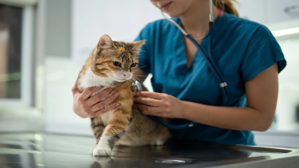 Imagem de um profissional veterinário examinando um gato de pelagem laranja e preta.