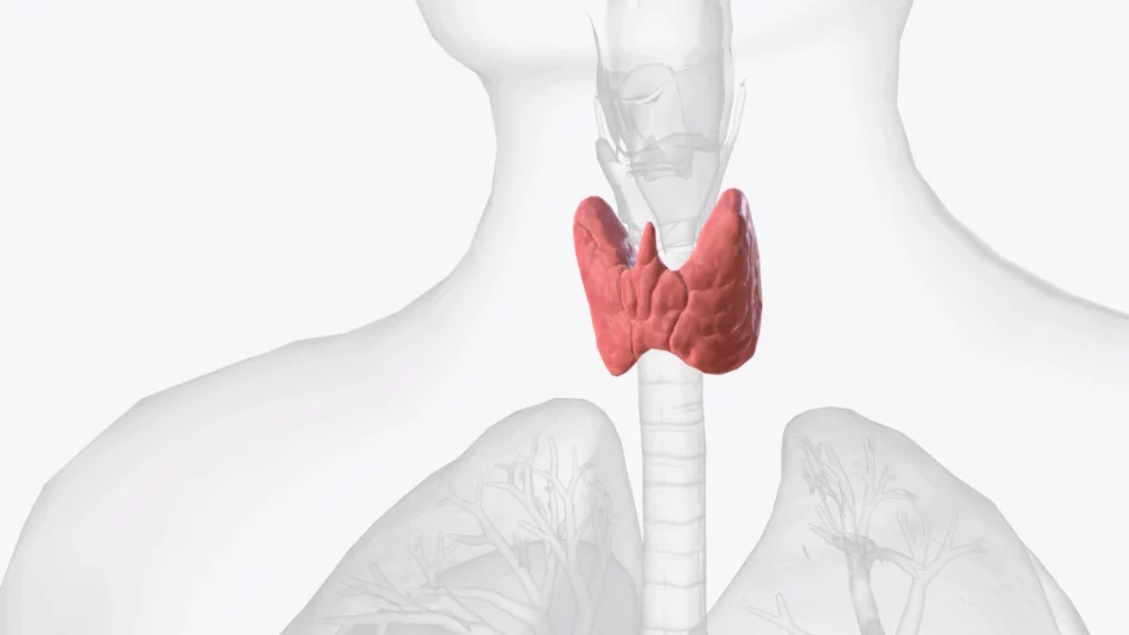 dr.consulta - Na ilustração, a tireoide. Ela simboliza conteúdo sobre exames para tireoide .