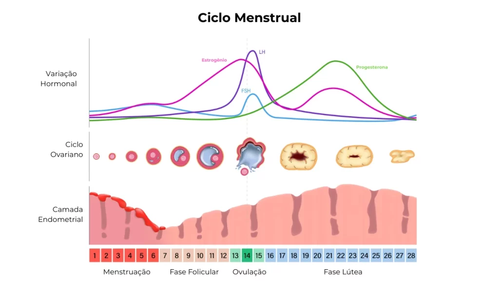 dr.consulta - Gráfico representando as fases do ciclo menstrual com as oscilações hormonais, variações da camada uterina e como a liberação dos óvulos funcionam.