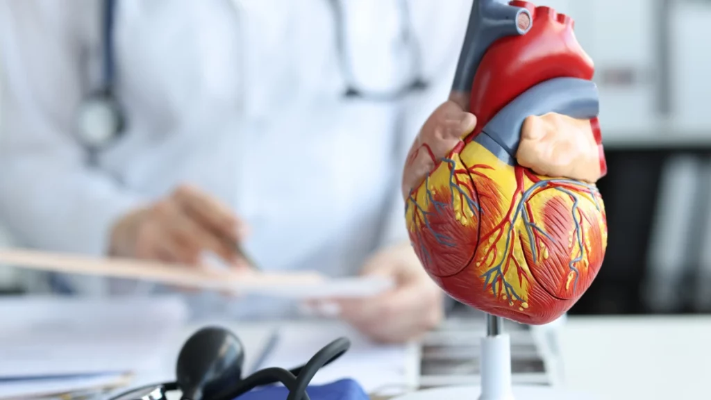 Entenda como a doença arterial coronariana afeta o coração