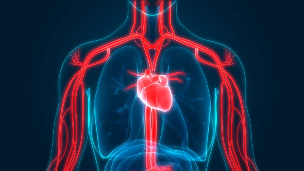 Arteriosclerose compromete a circulação e a pressão. Entenda