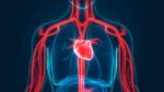 dr.consulta - Na imagem, sistema circulatório e coração de uma pessoa representando quadro de arteriosclerose.