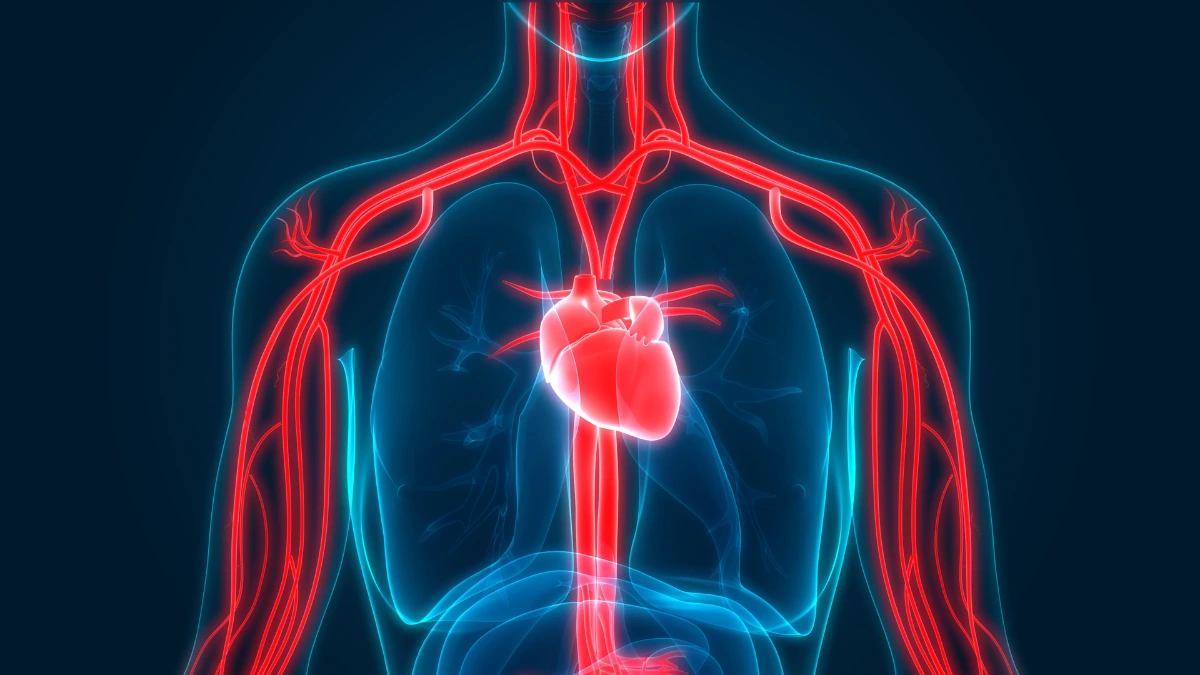 dr.consulta - Na imagem, sistema circulatório e coração de uma pessoa representando quadro de arteriosclerose.