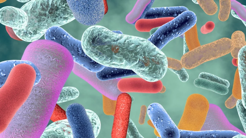 Flora intestinal é essencial para o equilíbrio do corpo