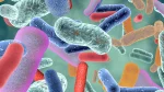 dr.consulta - microbiota, flora intestinal