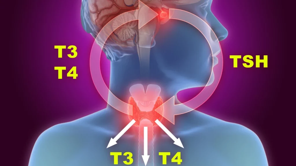 dr.consulta - Ilustração de mostrando a hipófise e tireoide trabalhando juntas. Quando há falhas, pode haver o hipertireoidismo.