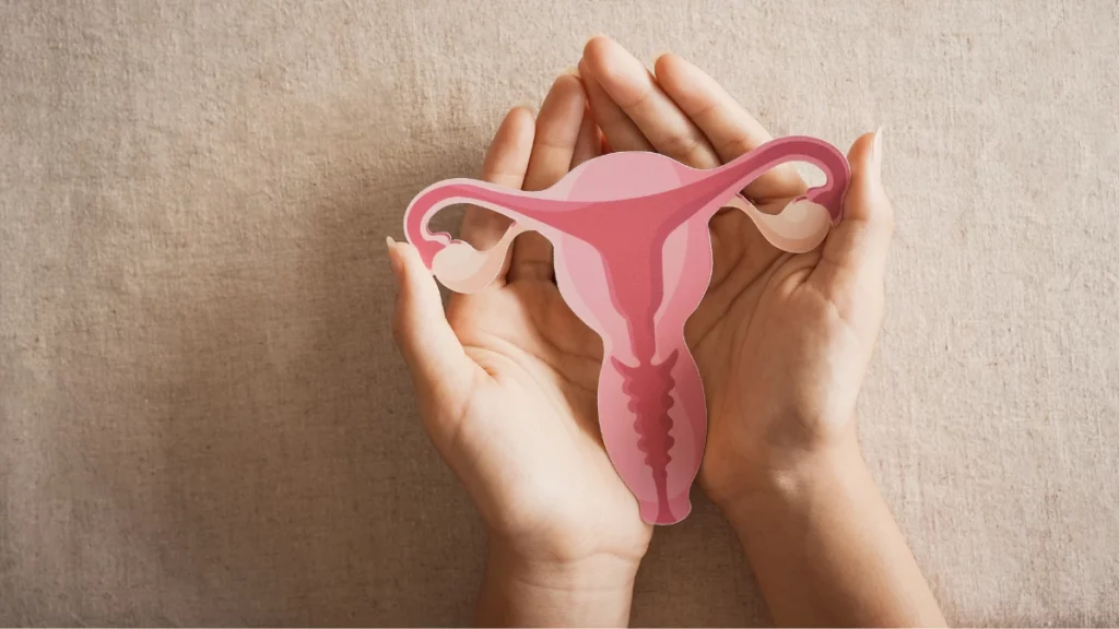 dr.consulta - Sistema reprodutor feminino, região atingida pela menopausa.