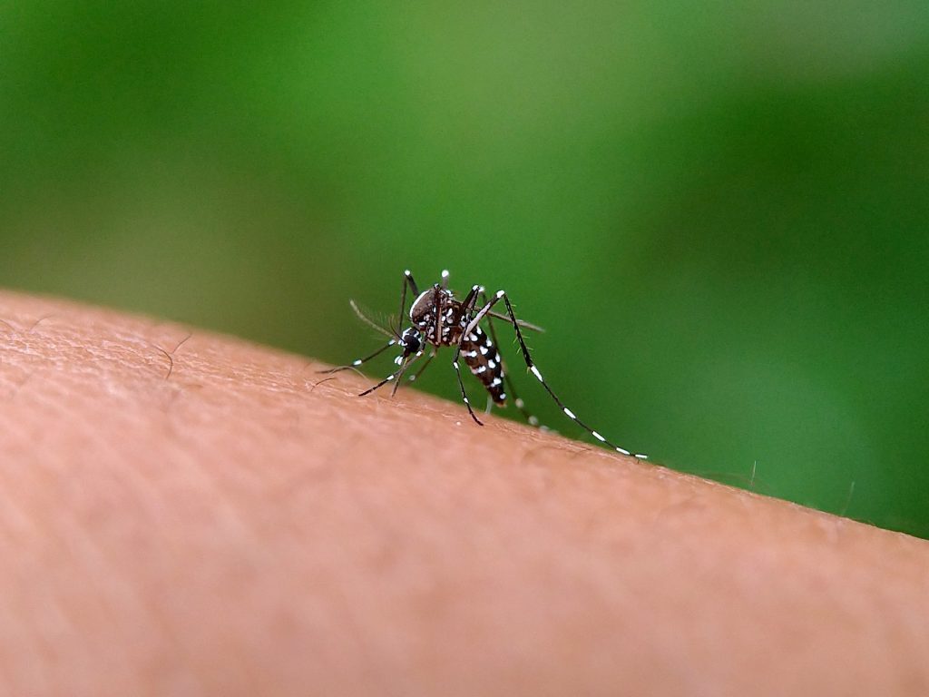 Como se proteger contra os surtos de dengue?