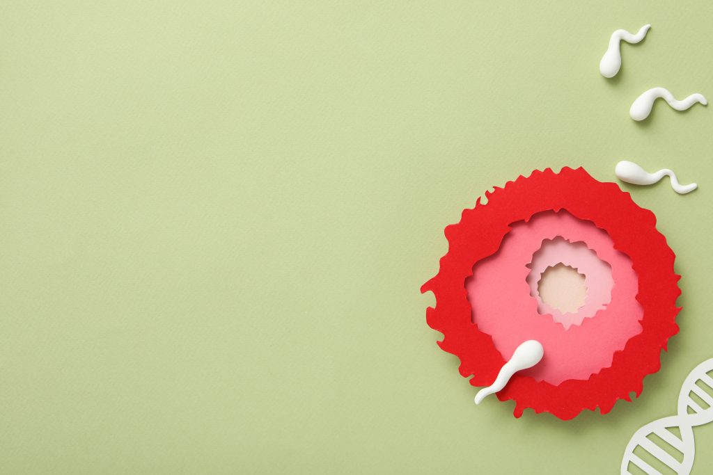 Hormônio folículo estimulante: quando dosar e como interpretar o exame